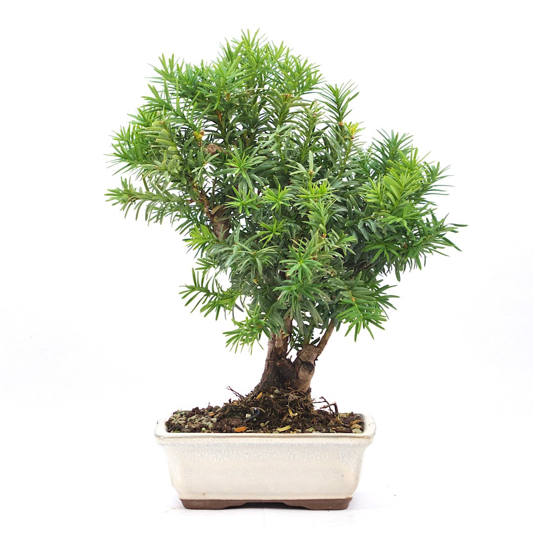 Eibe Hybrid 'Taxus media'